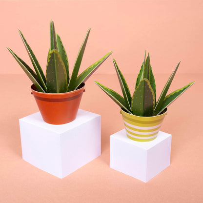 Make Your Own Mindful Aloe Vera Paper Plant Kit